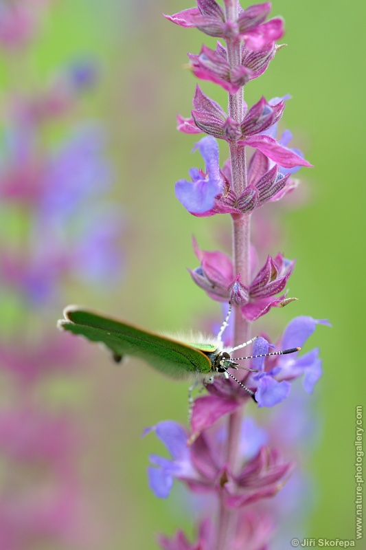 Callophrys rubi, ostruháček ostružníkový