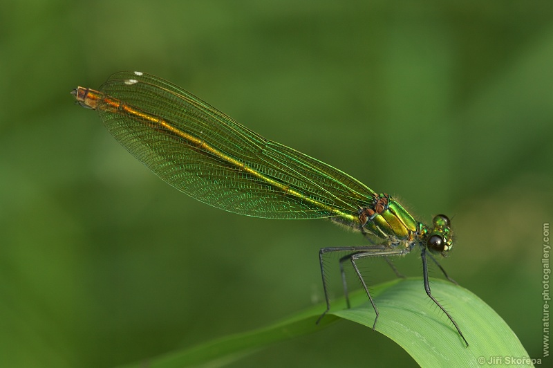 Calopteryx splendens, motýlice lesklá