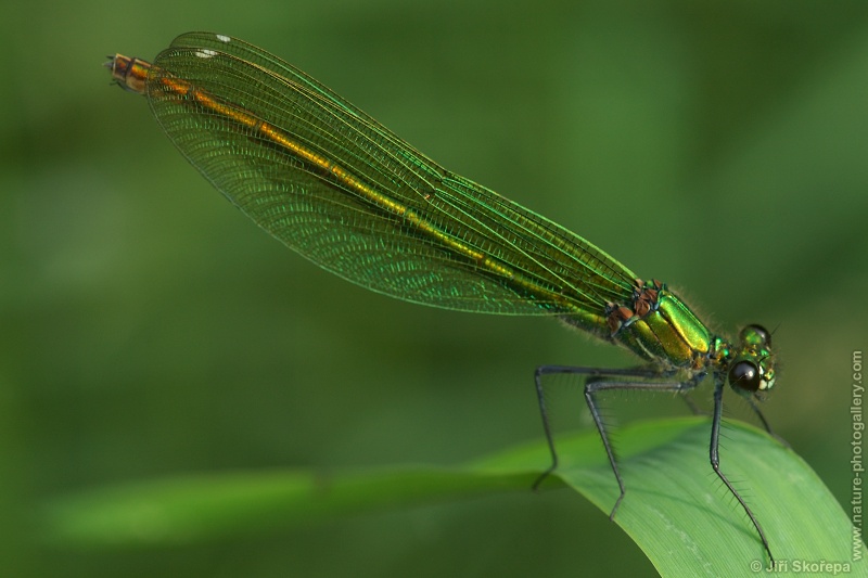 Calopteryx splendens, motýlice lesklá