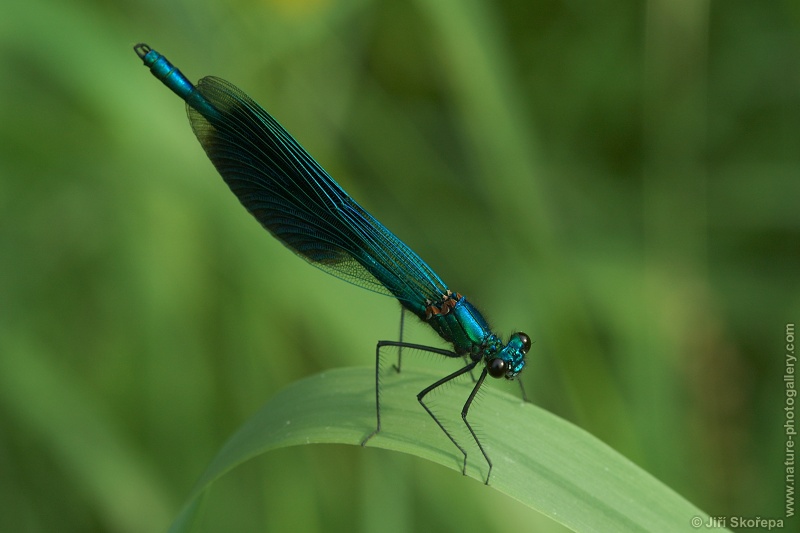 Calopteryx splendens, motýlice lesklá