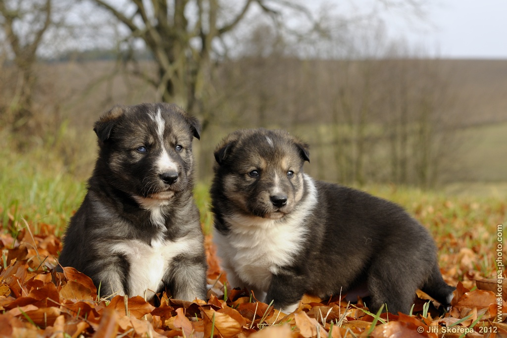 Canis lupus familiaris, pes domácí, štěňata - Veclov u Slavonic