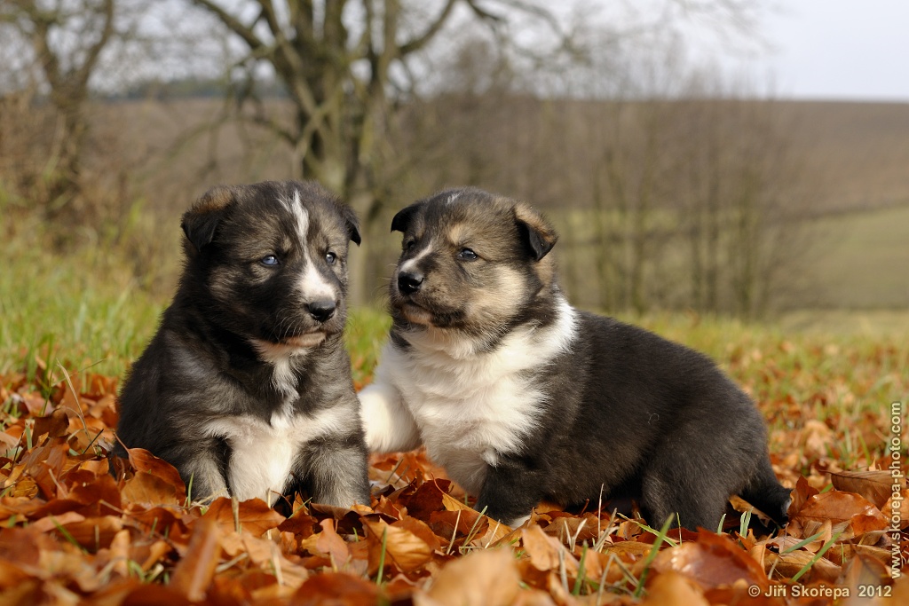 Canis lupus familiaris, pes domácí, štěňata - Veclov u Slavonic