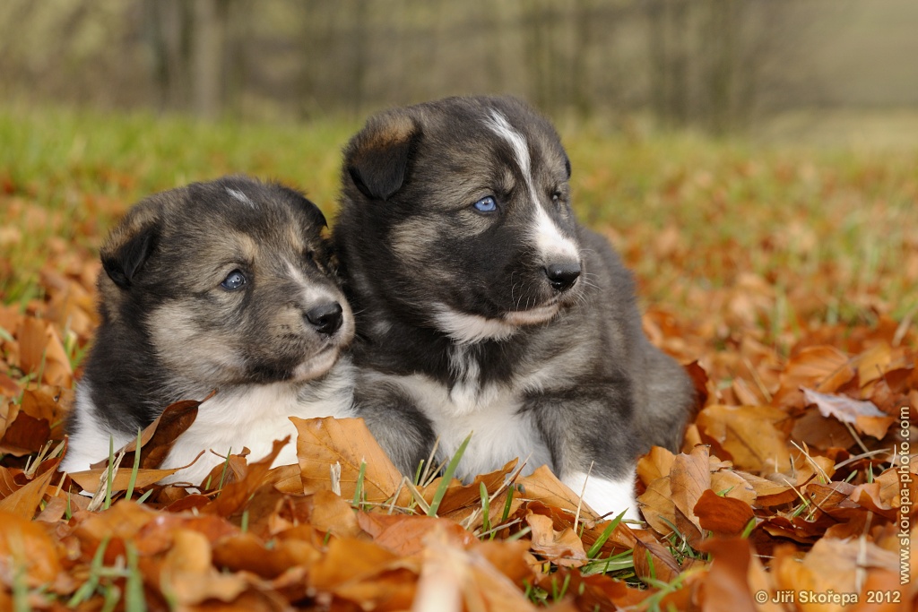 Canis lupus familiaris, pes domácí, štěňata - Veclov u Slavonic