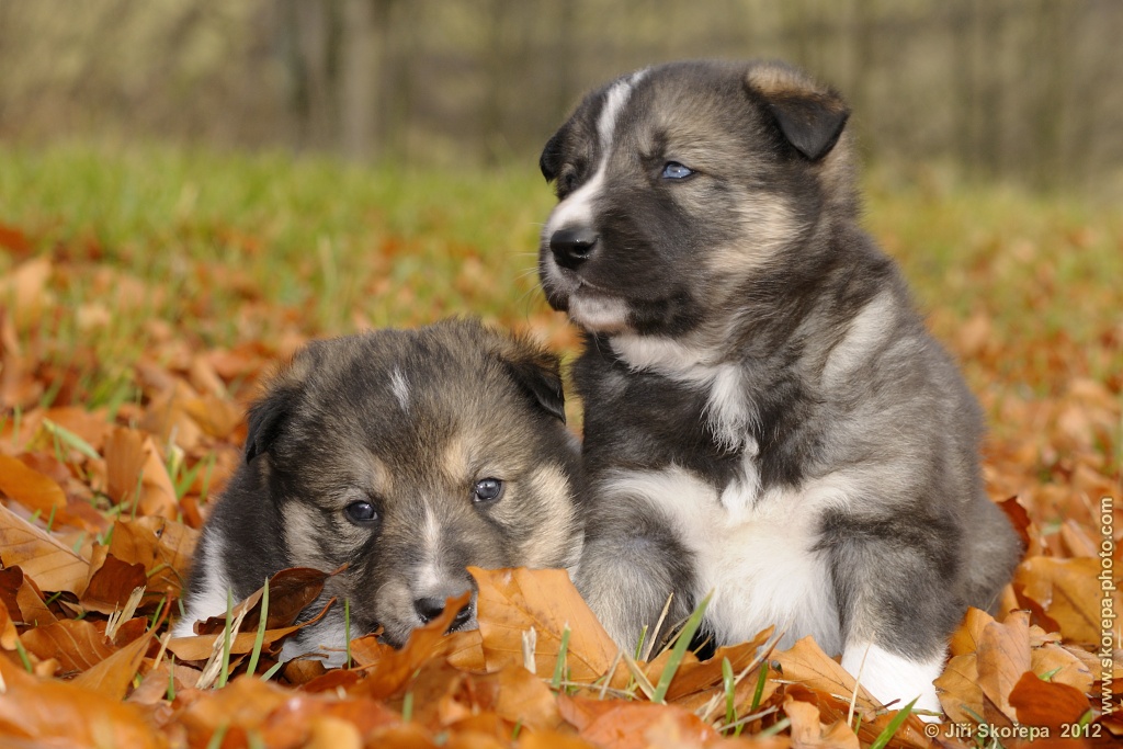 Canis lupus familiaris, pes domácí, štěňata - Veclov u Slavonic