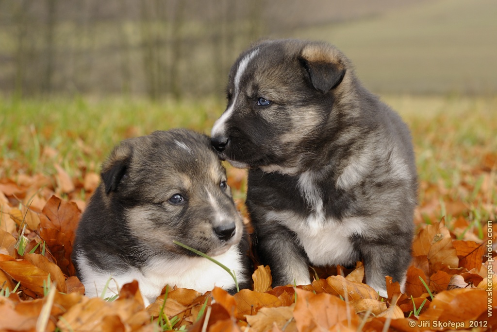 Canis lupus familiaris, pes domácí, štěňata - Veclov u Slavonic