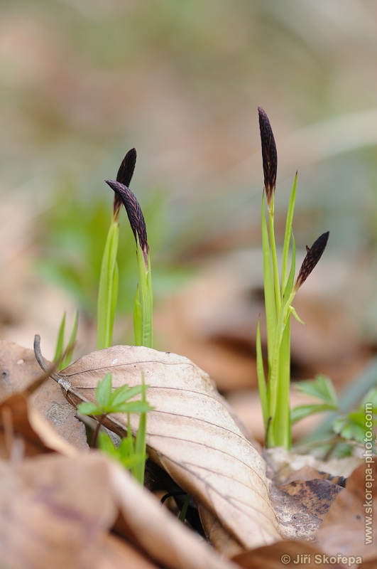 Carex pilosa, ostřice chlupatá - NPP Medník, Hradišťko u Pikovic, Posázaví