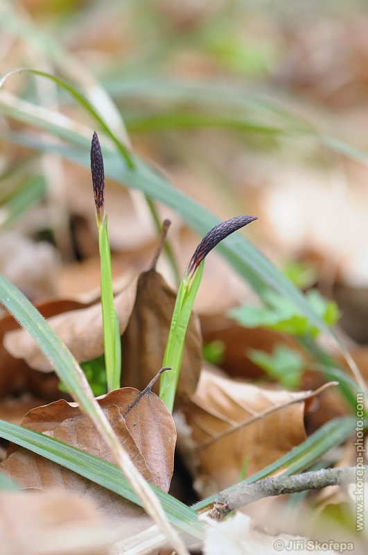 Carex pilosa, ostřice chlupatá - NPP Medník, Hradišťko u Pikovic, Posázaví