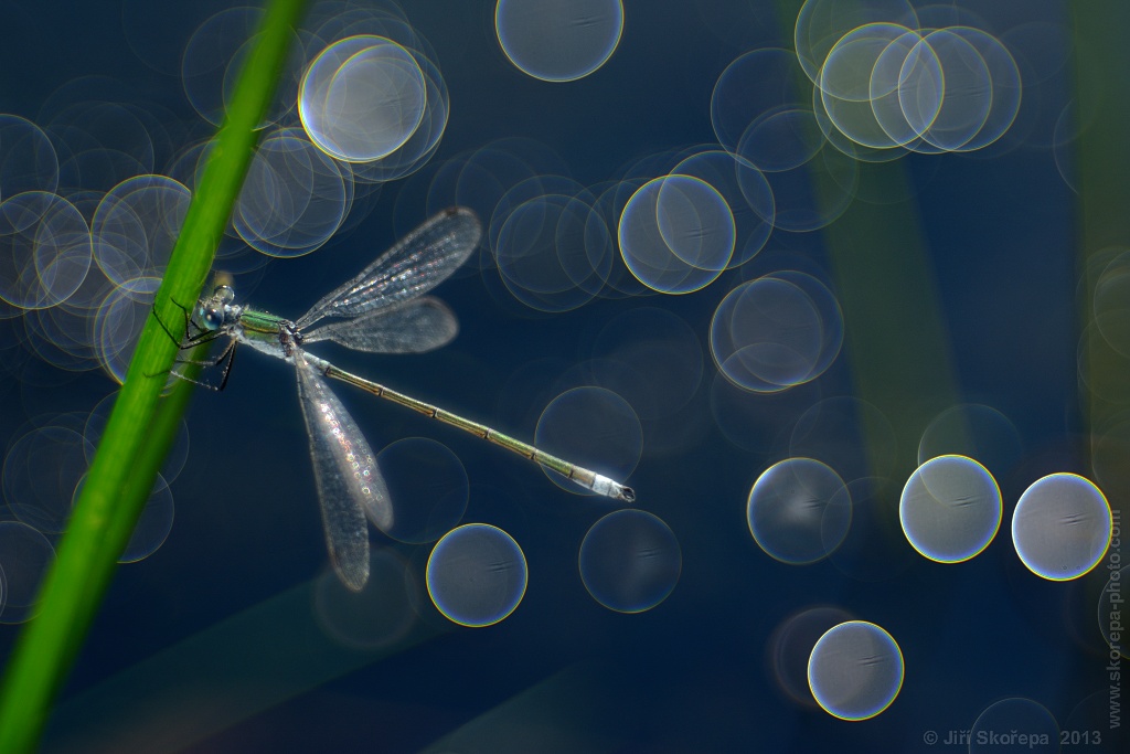 Čas kroužků ..... (Lestes sponsa-šídlatka páskovaná, samec)