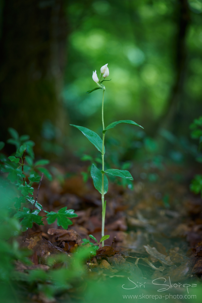 Cephalanthera damasonium, okrotice bílá – Strážovské vrchy, Skovensko