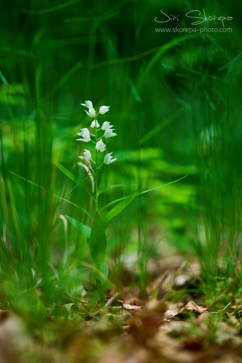 Cephalanthera longifolia, okrotice dlouholistá - Karlštejnsko, Český kras