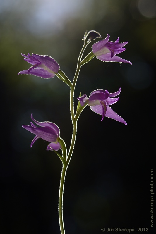 Cephalanthera rubra, okrotice červená - CHKO Český kras