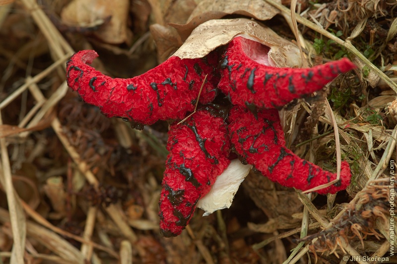 Clathrus archeri, květnatec Archerův