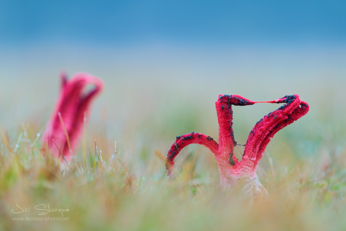 Clathrus archeri, květnatec Archerův - Ratibořice, Táborsko