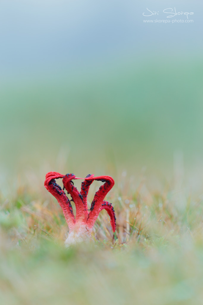 Clathrus archeri, květnatec Archerův - Ratibořice, Táborsko