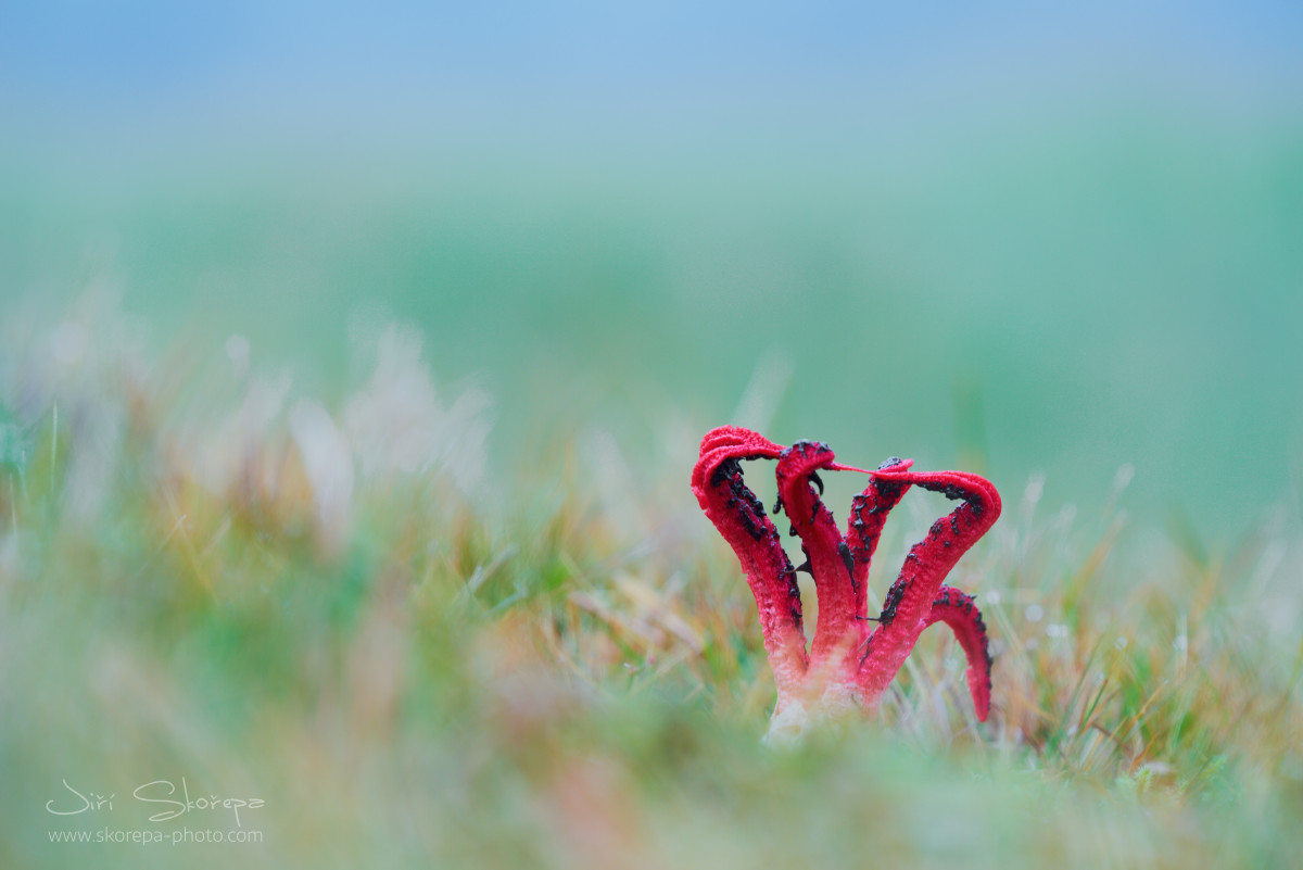 Clathrus archeri, květnatec Archerův - Ratibořice, Táborsko