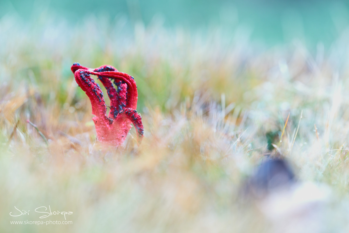 Clathrus archeri, květnatec Archerův - Ratibořice, Táborsko