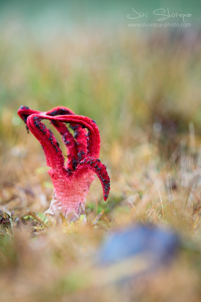 Clathrus archeri, květnatec Archerův - Ratibořice, Táborsko