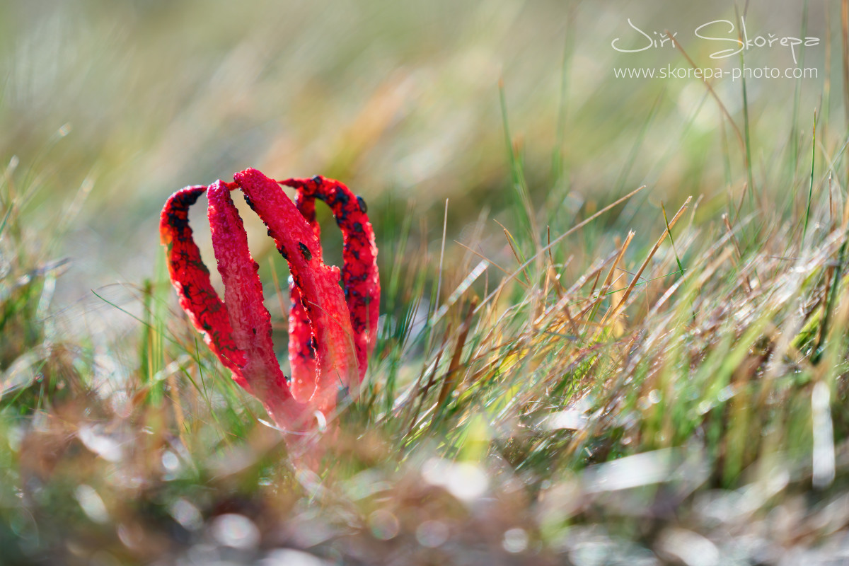 Clathrus archeri, květnatec Archerův - Ratibořice, Táborsko