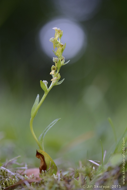 Coeloglossum viride, vemeníček zelený - Šumava - Sušicko