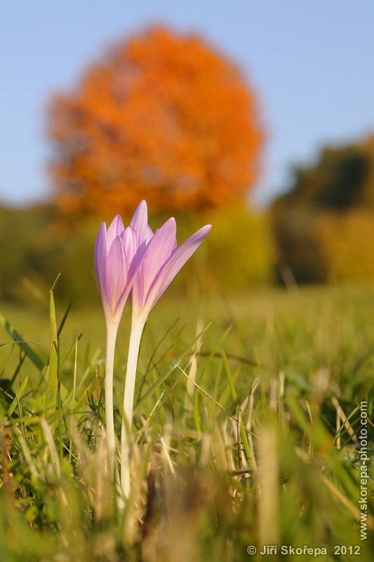 Colchicum autumnale, ocún jesenní -  NPR Jazevčí, CHKO Bílé Karpaty