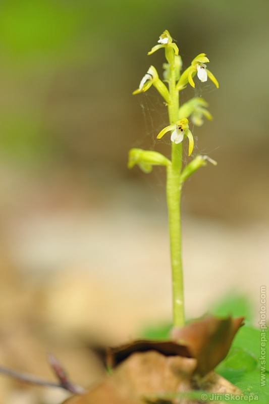 Corallorhiza trifida, korálice trojklaná - bučina na Herinkách, Záhrabská, CHKO Český kras