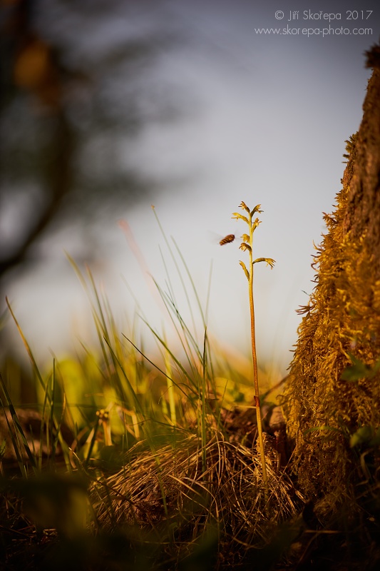 Corallorhiza trifida, korálice trojklaná - Zhůří, Šumava