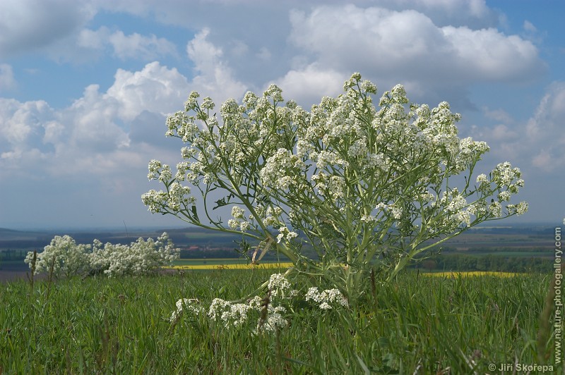 Crambe tataria, katrán tatarský