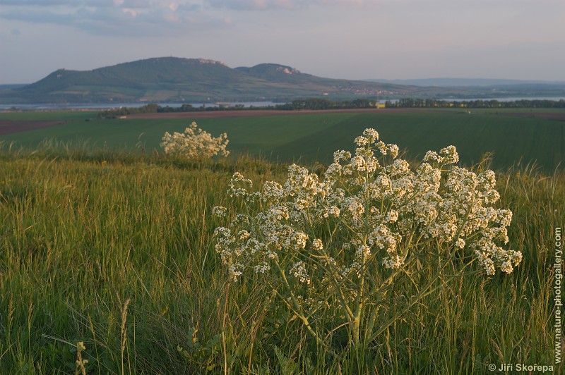 Crambe tataria, katrán tatarský