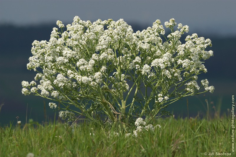 Crambe tataria, katrán tatarský