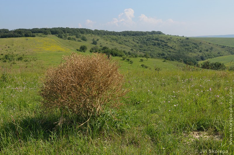 Crambe tataria, katrán tatarský