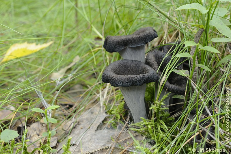 Craterellus cornucopioides, stroček trubkovitý - Rybova Lhota, Táborsko