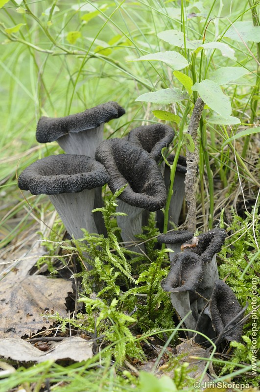 Craterellus cornucopioides, stroček trubkovitý - Rybova Lhota, Táborsko