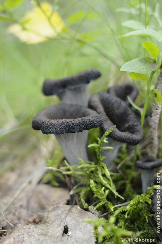 Craterellus cornucopioides, stroček trubkovitý - Rybova Lhota, Táborsko