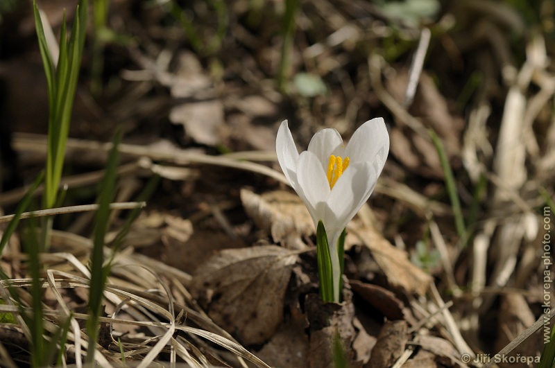 Crocus albiflorus, šafrán bělokvětý - PP Vyšný – Křišťanov