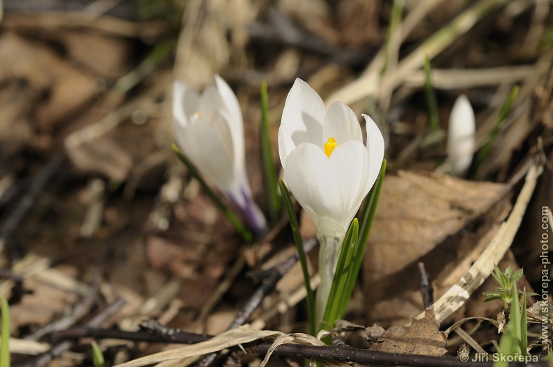 Crocus albiflorus, šafrán bělokvětý - PP Vyšný – Křišťanov