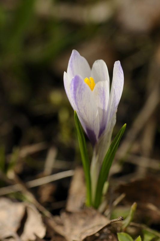 Crocus albiflorus, šafrán bělokvětý - PP Vyšný – Křišťanov