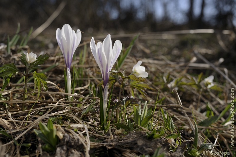 Crocus albiflorus, šafrán bělokvětý - PP Vyšný – Křišťanov