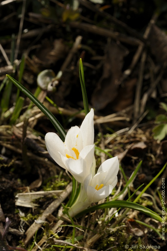 Crocus albiflorus, šafrán bělokvětý - PP Vyšný – Křišťanov