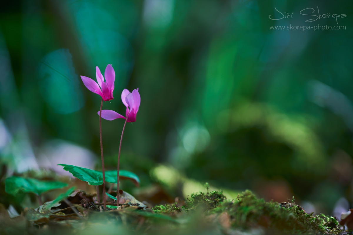 Cyclamen repandum, brambořík vykrojený – Krk, Croatia