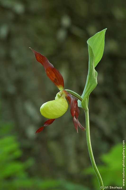 Cypripedium calceolus, střevičník pantoflíček