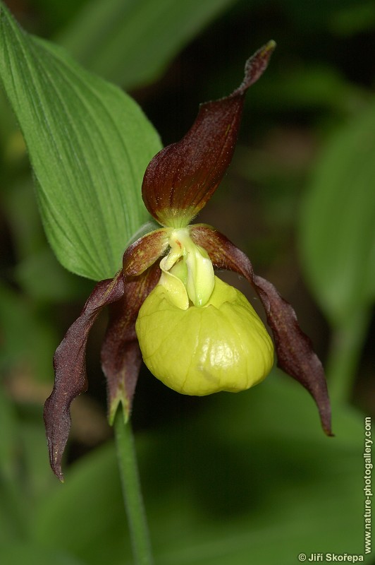 Cypripedium calceolus, střevičník pantoflíček