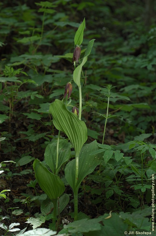 Cypripedium calceolus, střevičník pantoflíček