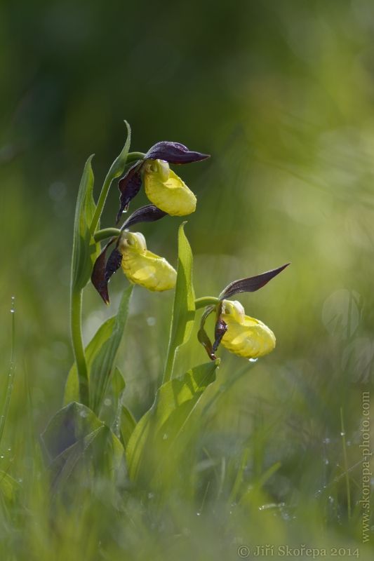 Cypripedium calceolus, střevíčník pantoflíček -  Kroměřížsko