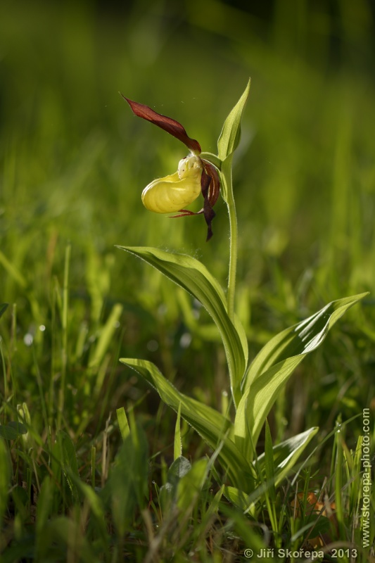 Cypripedium calceolus, střevičník pantoflíček - NPR Strabišov-Oulehla