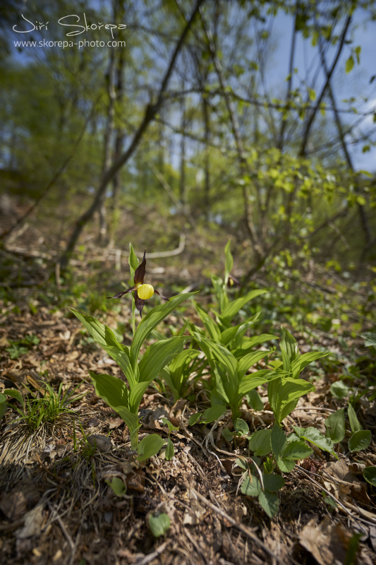 Cypripedium calceolus, střevíčník pantoflíček - východní Čechy