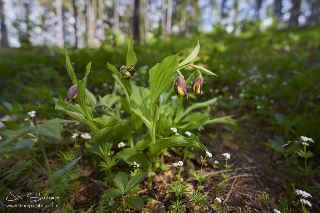 Cypripedium calceolus, střevíčník pantoflíček - Vysočina