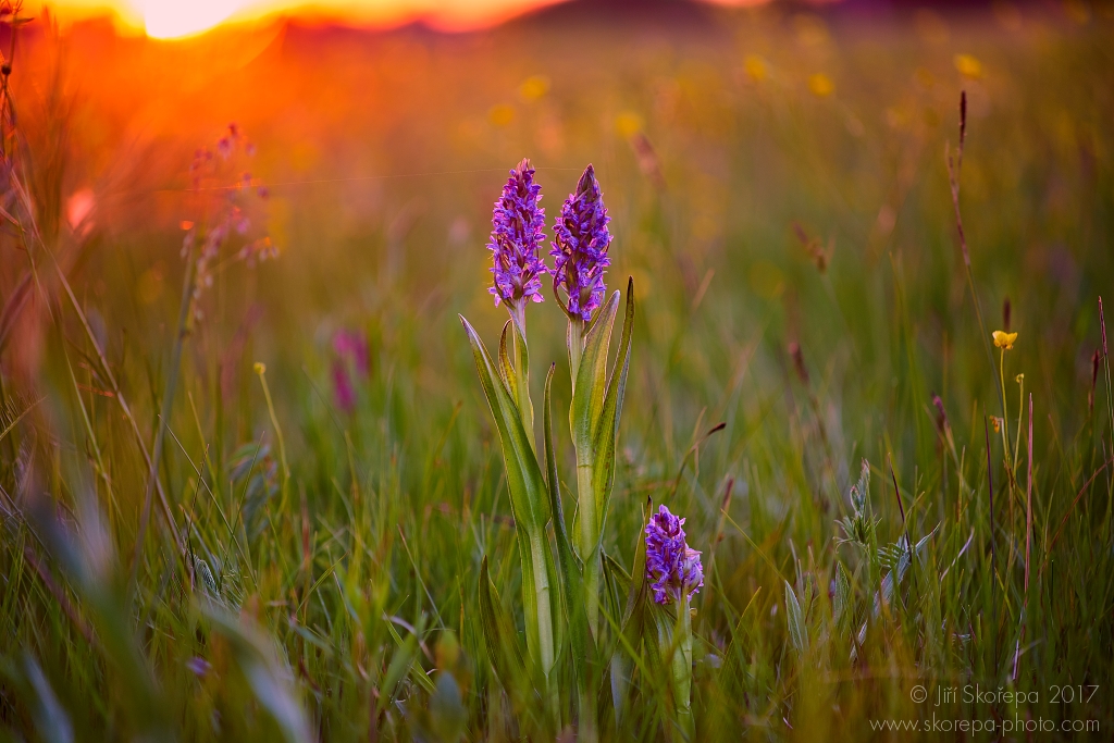 Dactylorhiza incarnata, prstnatec pleťový - Abrod, Slovensko