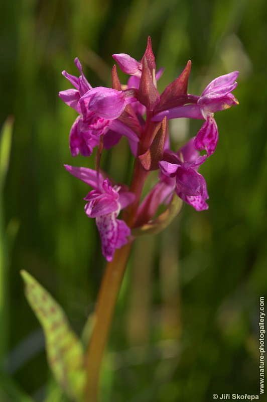 Dactylorhiza majalis, prstnatec májový