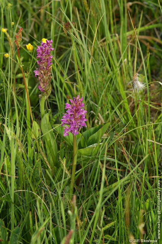 Dactylorhiza majalis, prstnatec májový