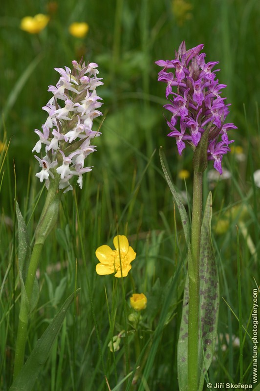 Dactylorhiza majalis, prstnatec májový